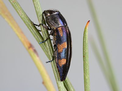 Melobasis nobilitata, PL0792A, female, on Acacia euthycarpa, EP